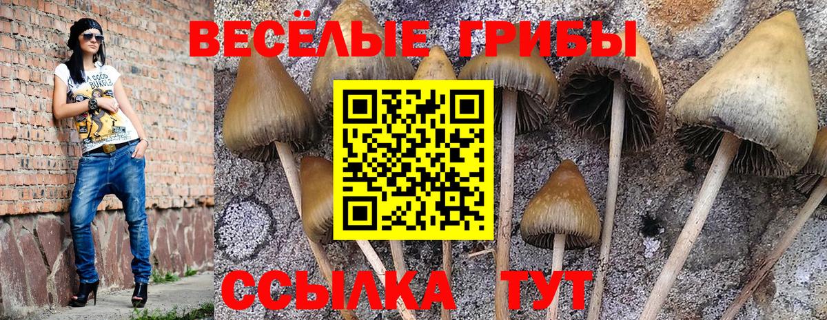 Псилоцибиновые грибы Psilocybine cubensis  Вход с VPN  наркотики  Кингисепп 